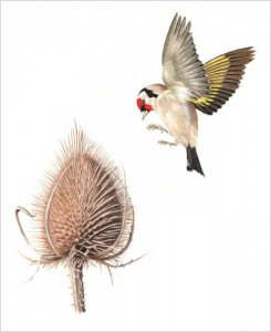 watercolour bird paintings - goldfinch