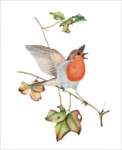 Robin original watercolour