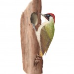 Green woodpecker original watercolour