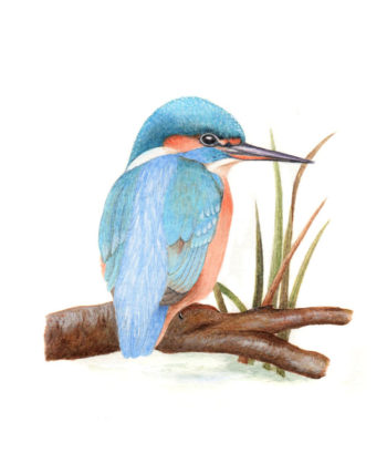 Kingfisher original watercolour