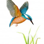 Kingfisher original watercolour
