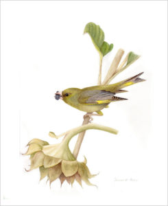 original greenfinch watercolour painting