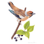 Hawfinch original painting