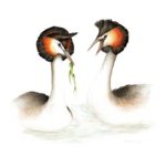 Great Crested Grebe original painting