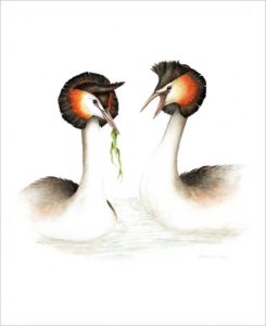 Great Crested Grebe original painting
